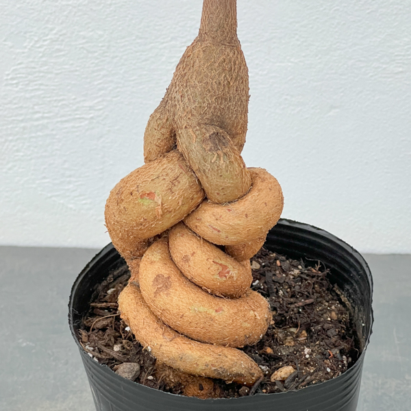 ブラキキトン(ボトルツリー):ポプルネウス(丸葉タイプ) 4号ポット