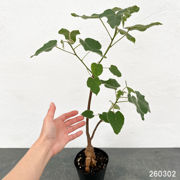 [ザ・ファームセレクト]ブキキチトン（ボトルツリー）：ビドウィリー　4号ポット