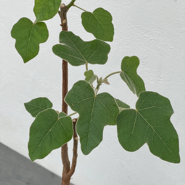 [ザ・ファームセレクト]ブキキチトン（ボトルツリー）：ビドウィリー　4号ポット