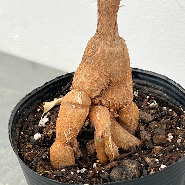 [ザ・ファームセレクト]ブキキチトン（ボトルツリー）：ビドウィリー　4号ポット