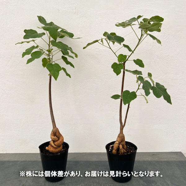 [ザ・ファームセレクト]ブキキチトン（ボトルツリー）：ビドウィリー　4号ポット