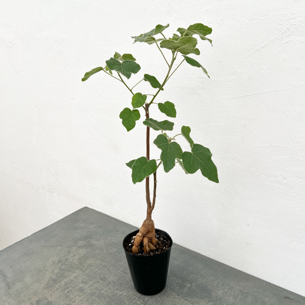 [ザ・ファームセレクト]ブキキチトン（ボトルツリー）：ビドウィリー　4号ポット