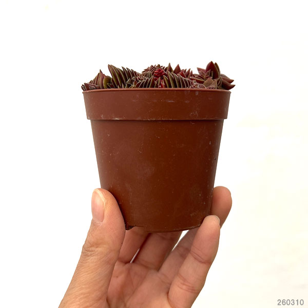 クラッスラ：茜の塔　2.5号