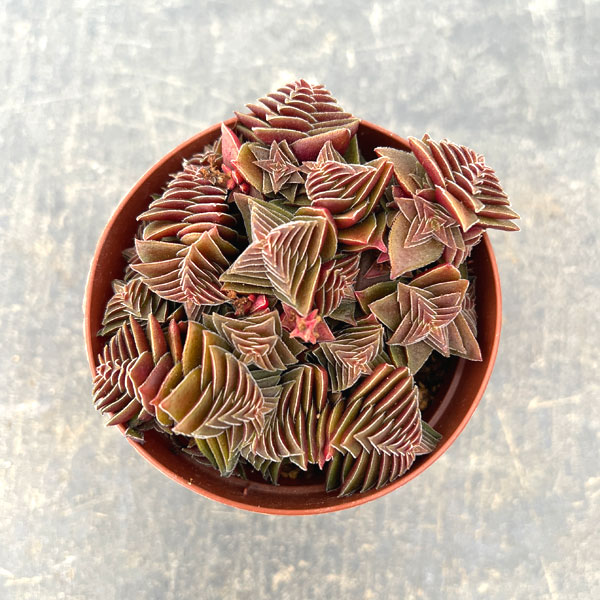 クラッスラ：茜の塔　2.5号