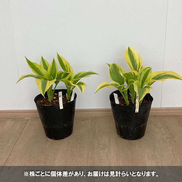 ギボウシ（ホスタ）：金星（キンボシ・キンセイ）7号ポット