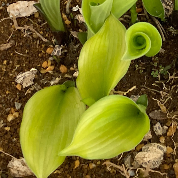 ギボウシ(ホスタ):ライムパッション6号ポット