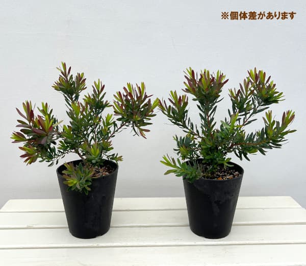 [ザ・ファームセレクト]リューカデンドロン：レッドデビル5号