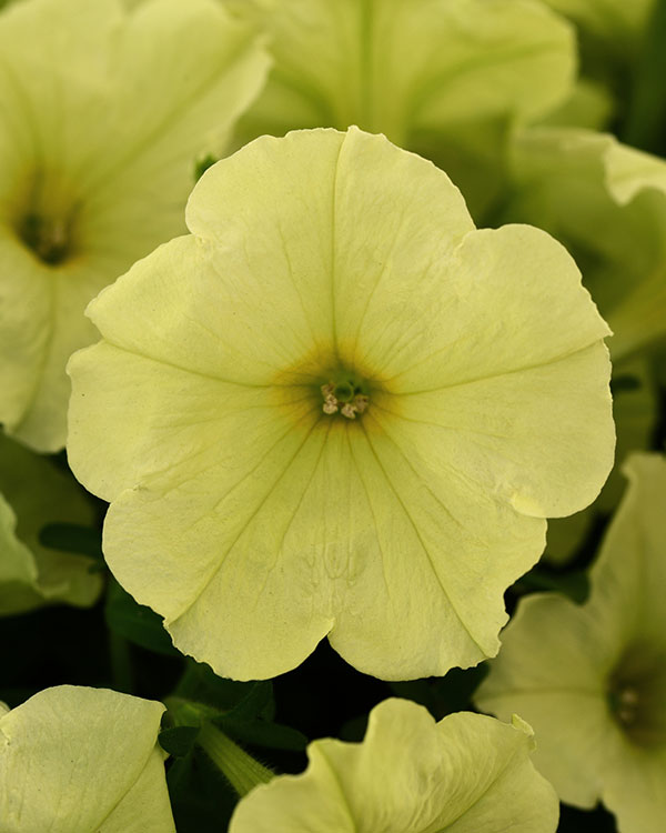 園芸ネット本店｜ペチュニア：デボネア ライムグリーン3～3.5号ポット