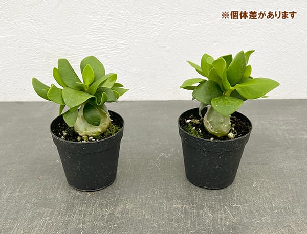 ヒドノフィツム:パプアナム 2.5号ポット