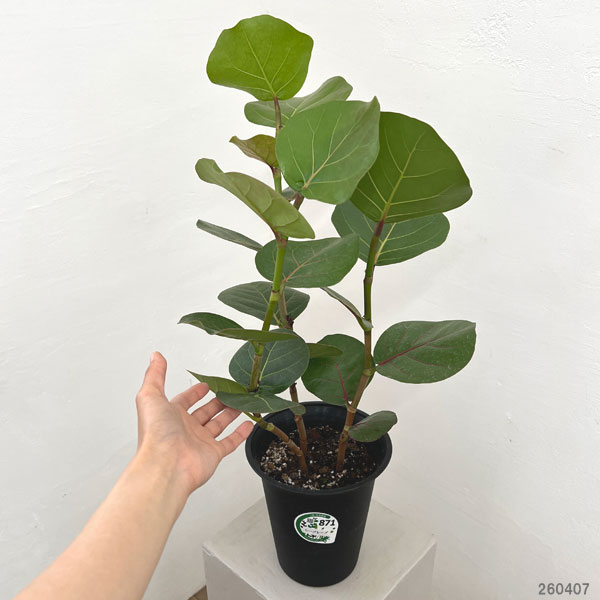 園芸ネット本店｜シーグレープ 6号鉢植え の通販【公式】