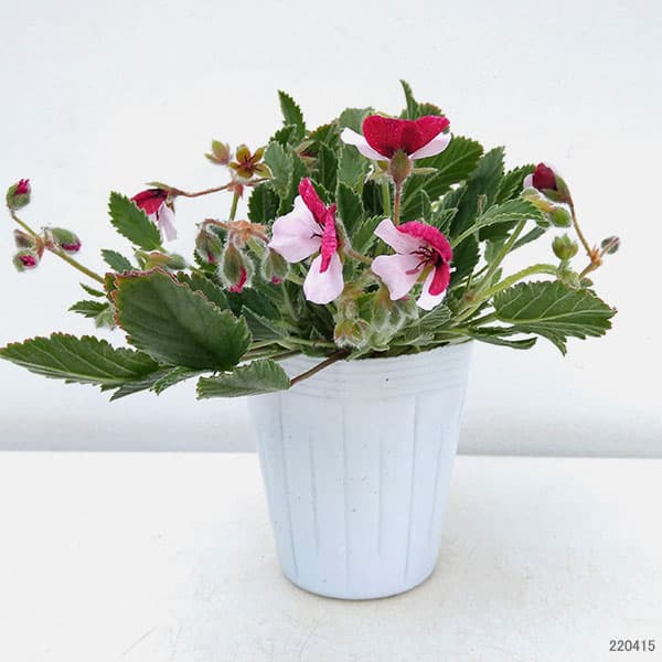 パンジーゼラニウム3号ポット