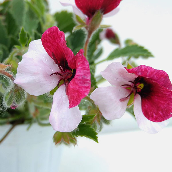 パンジーゼラニウム3号ポット