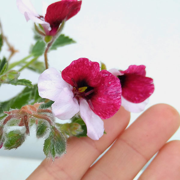 パンジーゼラニウム3号ポット