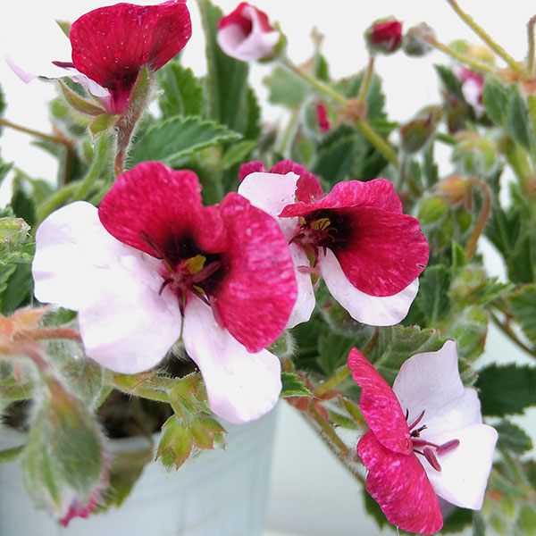 パンジーゼラニウム3号ポット