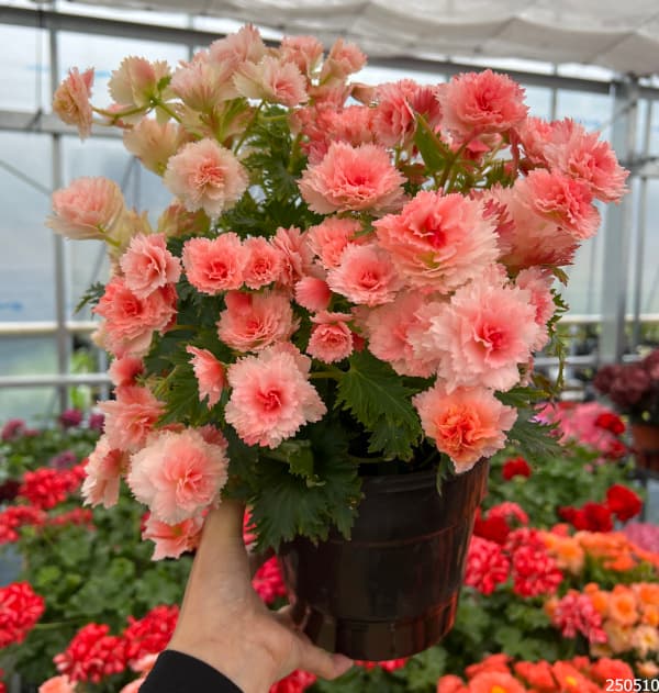 メディニラ　マグにフォカ　7号鉢　観葉植物　プレゼントレアプラント　風水開運 メディニラ マグにフォカ 7号鉢 観葉植物 プレゼントレア
