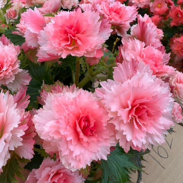 メディニラ・フラメンコ7号鉢植え