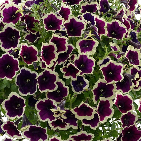 ペチュニア:フェイマス マジェンタリム3.5号ポット