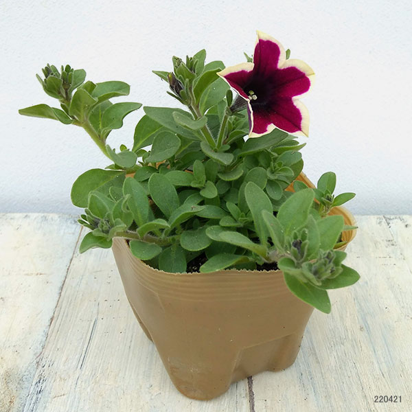 ペチュニア:フェイマス マジェンタリム3.5号ポット