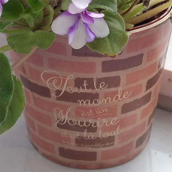 園芸ネット本店｜[ギフトに]セントポーリア：ハンプティドゥ3.5号