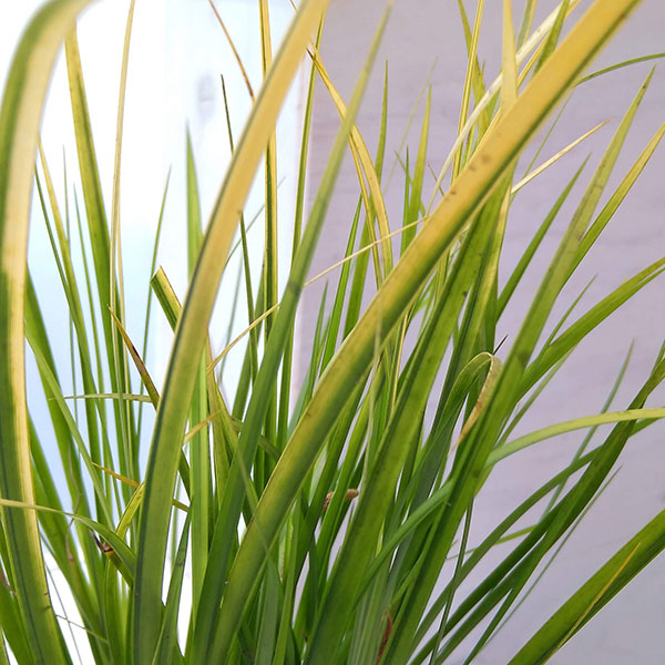 セキショウ:黄金セキショウ3.5号ポット