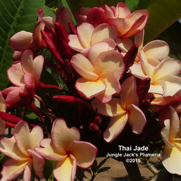 プルメリア:タイジェード(Thai Jade)5号鉢植え