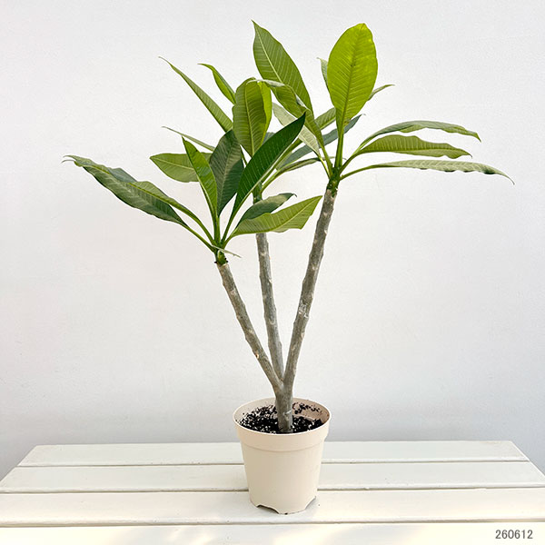 プルメリア:スターホワイト(Star white)5号鉢植え*