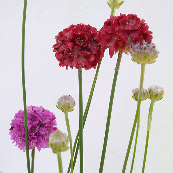 アルメリア：バレリーナ花色ミックス植え3号ポット 2株セット