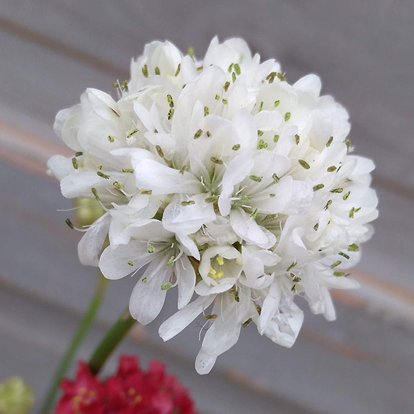 アルメリア：バレリーナ花色ミックス植え3号ポット 2株セット