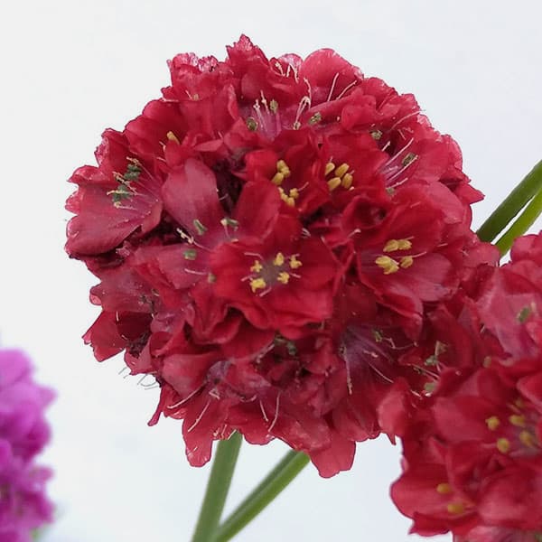 アルメリア：バレリーナ花色ミックス植え3号ポット 2株セット