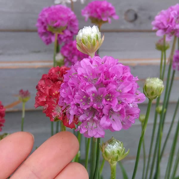 アルメリア：バレリーナ花色ミックス植え3号ポット 2株セット