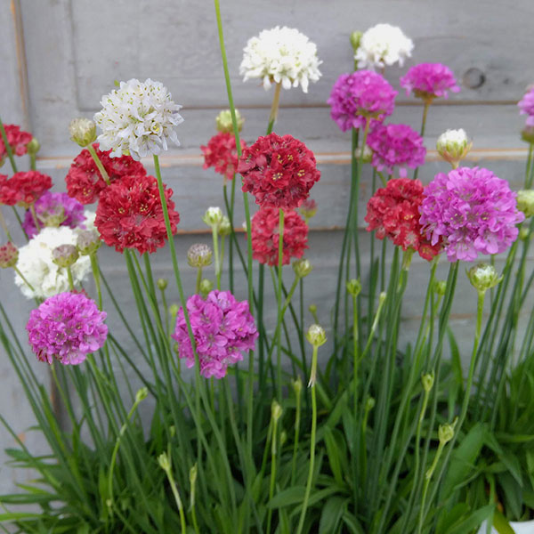 アルメリア：バレリーナ花色ミックス植え3号ポット 2株セット