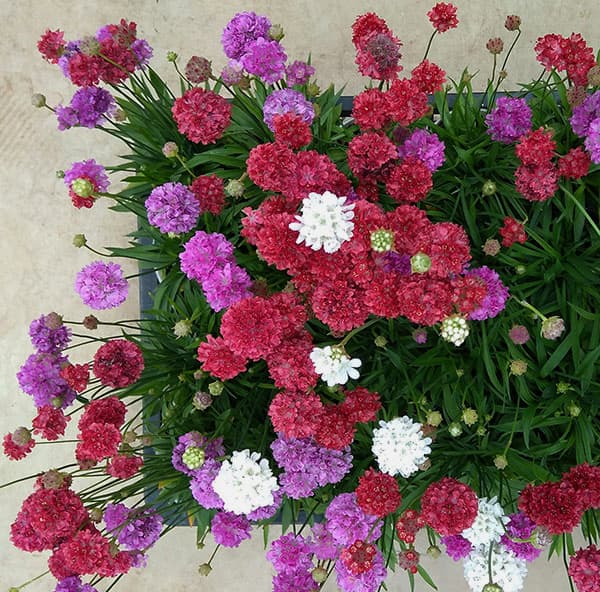 アルメリア：バレリーナ花色ミックス植え3号ポット 2株セット