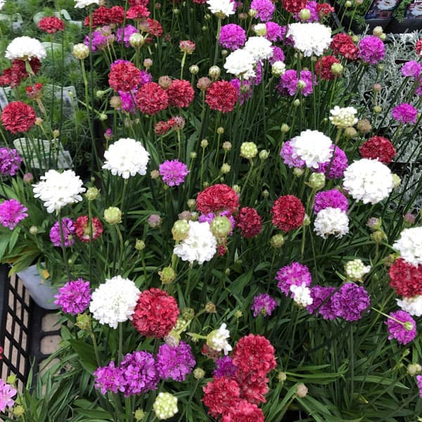 アルメリア：バレリーナ花色ミックス植え3号ポット 2株セット
