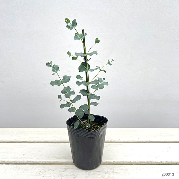 ユーカリ：グニー（サイダーガム） 3-3.5号ポット