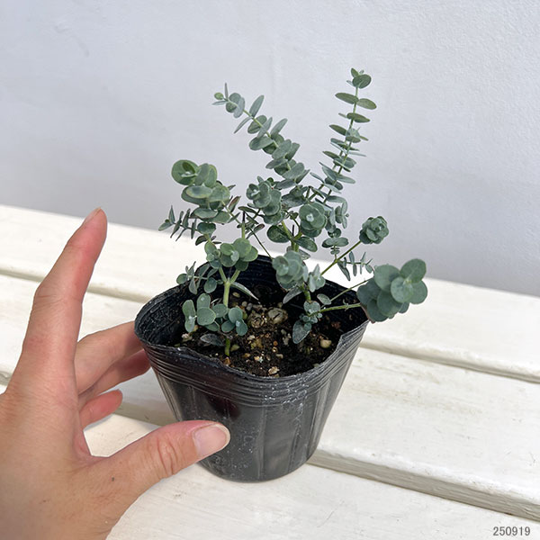 ユーカリ:グニー(サイダーガム) 3-3.5号ポット