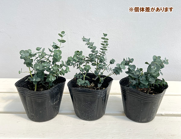 ユーカリ:グニー(サイダーガム) 3-3.5号ポット