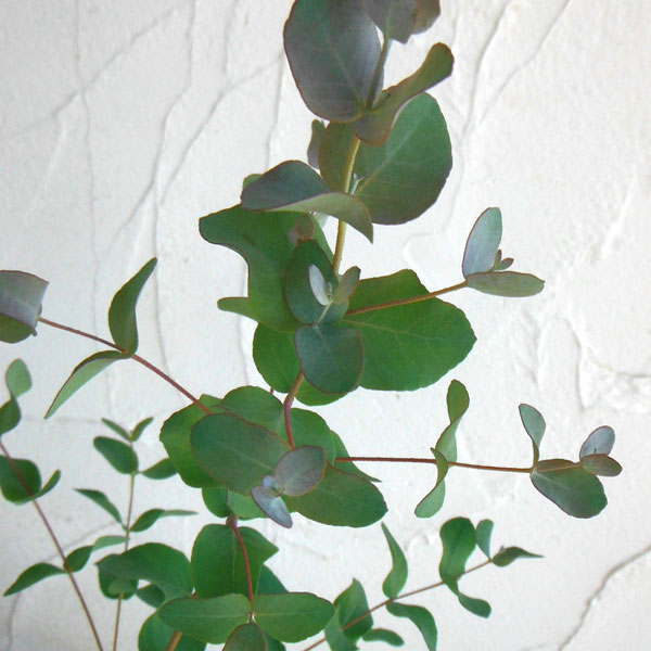 ユーカリ:グニー(サイダーガム) 3-3.5号ポット