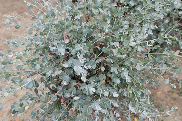 ユーカリ:グニー(サイダーガム) 3-3.5号ポット