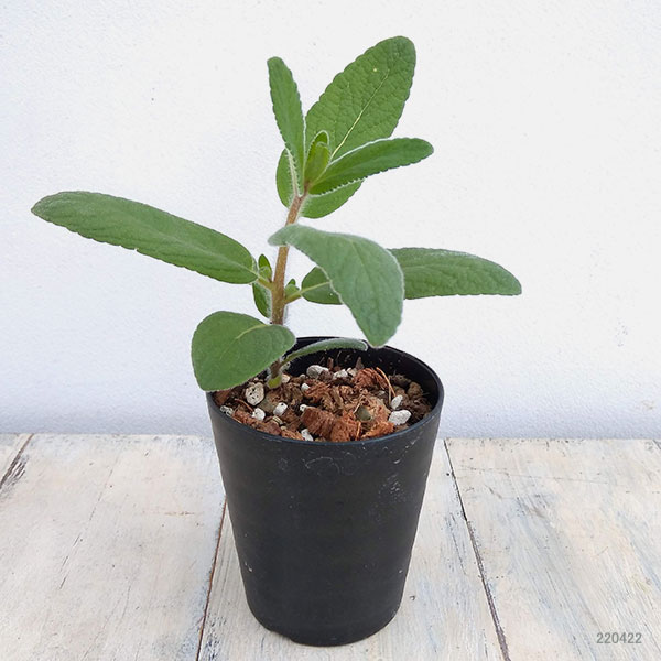 シンニンギア：ツビフローラ（上海の女王）3号