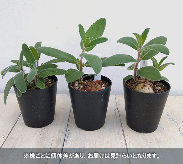 シンニンギア：ツビフローラ（上海の女王）3号