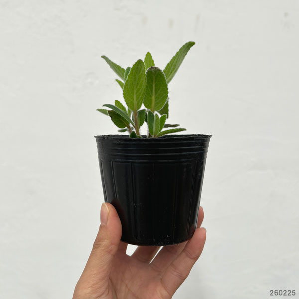 シンニンギア：ツビフローラ（上海の女王）3号