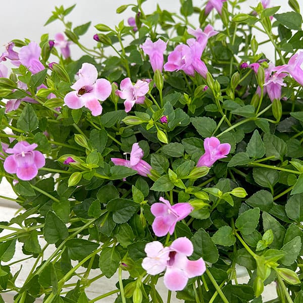 園芸ネット本店｜スーパートレニア：カタリーナピンクリバー 6号鉢植え