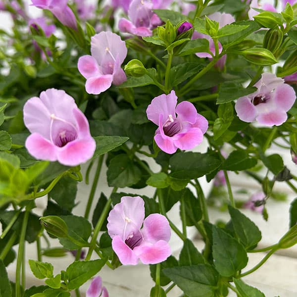 園芸ネット本店｜スーパートレニア：カタリーナピンクリバー 6号鉢植え