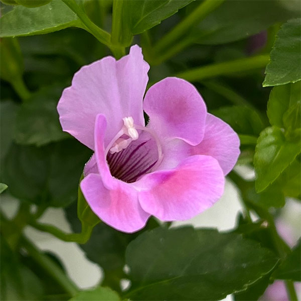 園芸ネット本店｜スーパートレニア：カタリーナピンクリバー 6号鉢植え