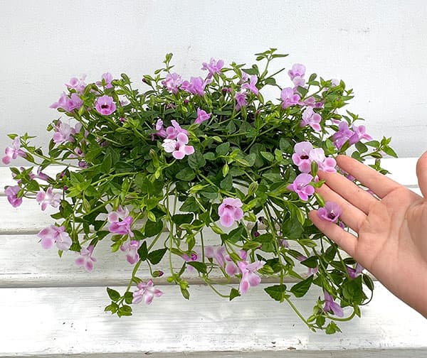 園芸ネット本店｜スーパートレニア：カタリーナピンクリバー 6号鉢植え