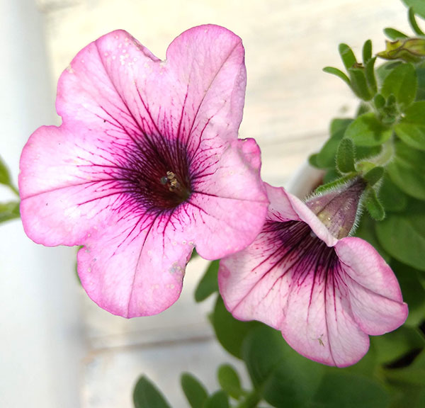 ◆ボリューム満点◆アンティークピンク　ペチュニア　5号鉢 ◇ボリューム満点◇アンティークピンク ペチュニア 5号鉢