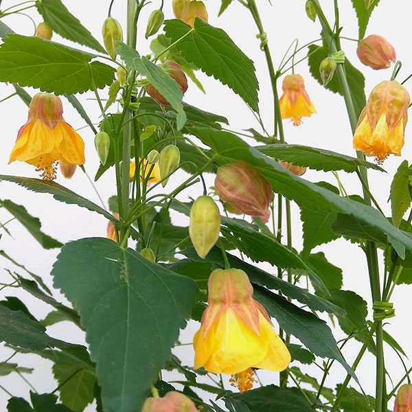 アブチロン：イエロー6号鉢植え
