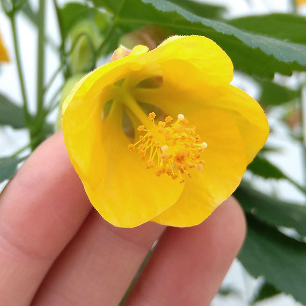 アブチロン：イエロー6号鉢植え