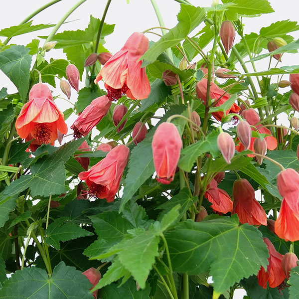 アブチロン:オレンジ6号鉢植え