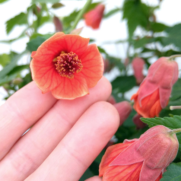 アブチロン:オレンジ6号鉢植え
